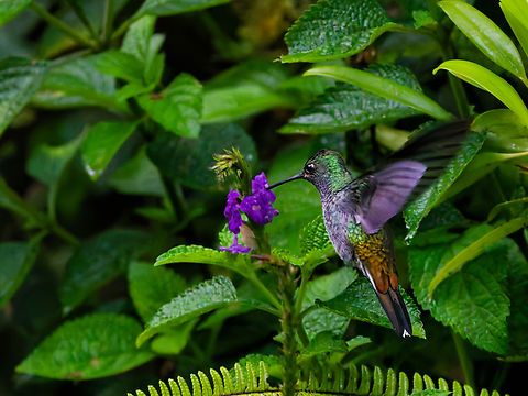 Green-backed Hillstar in Ecuador  Ecuador,Geotagged,Green-backed hillstar,Spring,Urochroa leucura