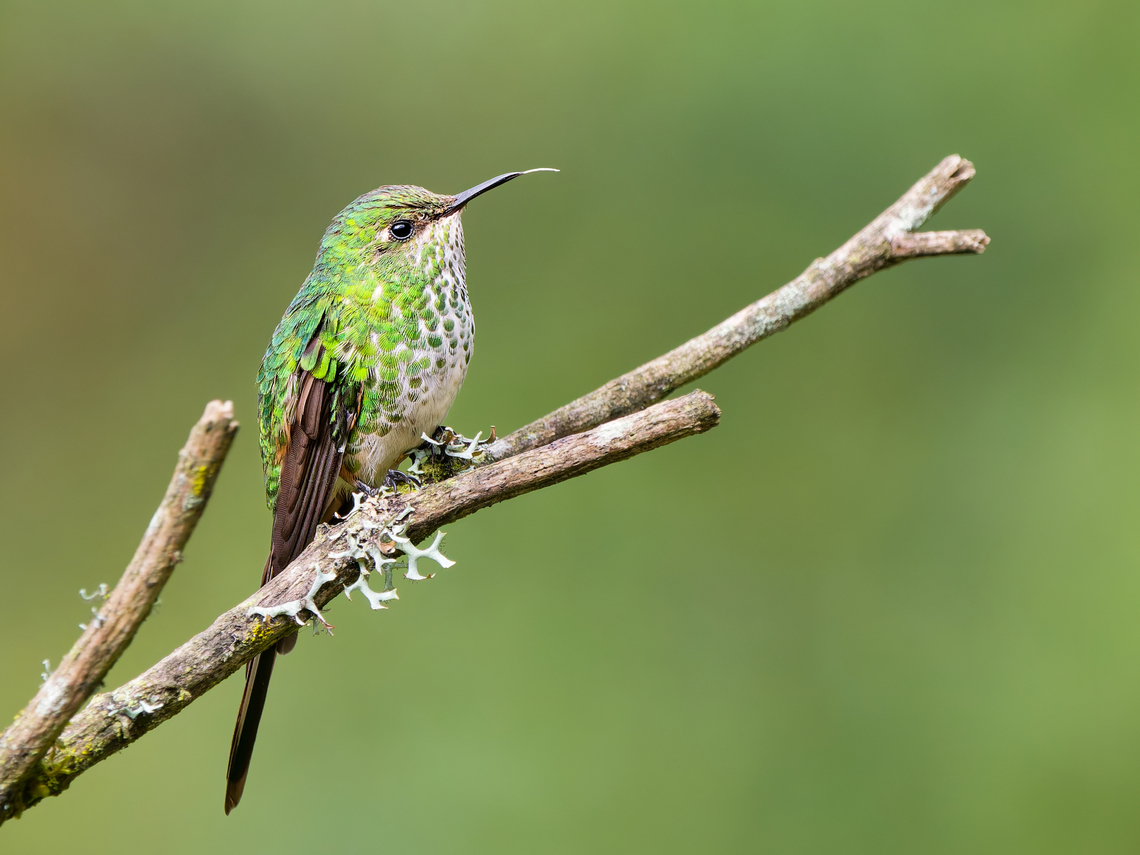Green-tailed Trainbearer in Ecuador female Ecuador,Geotagged,Green-tailed trainbearer,Lesbia nuna,Spring