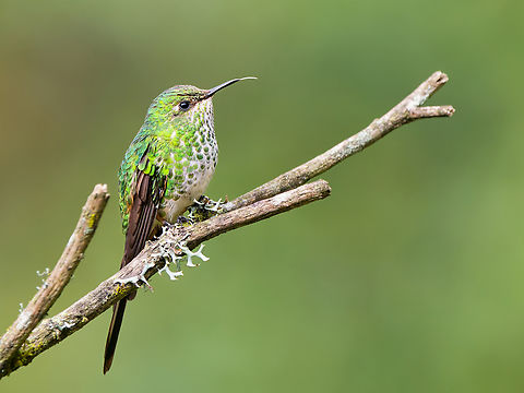 Green-tailed Trainbearer in Ecuador female Ecuador,Geotagged,Green-tailed trainbearer,Lesbia nuna,Spring
