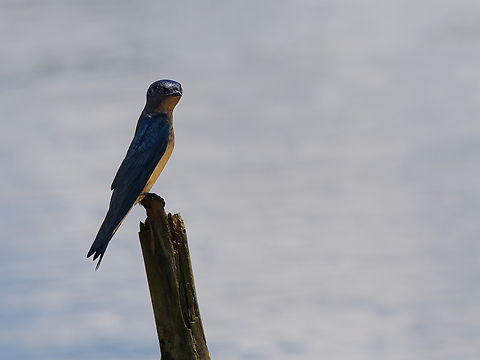 Grey-breasted Martinin ecuador  Ecuador,Geotagged,Grey-breasted martin,Progne chalybea,Spring