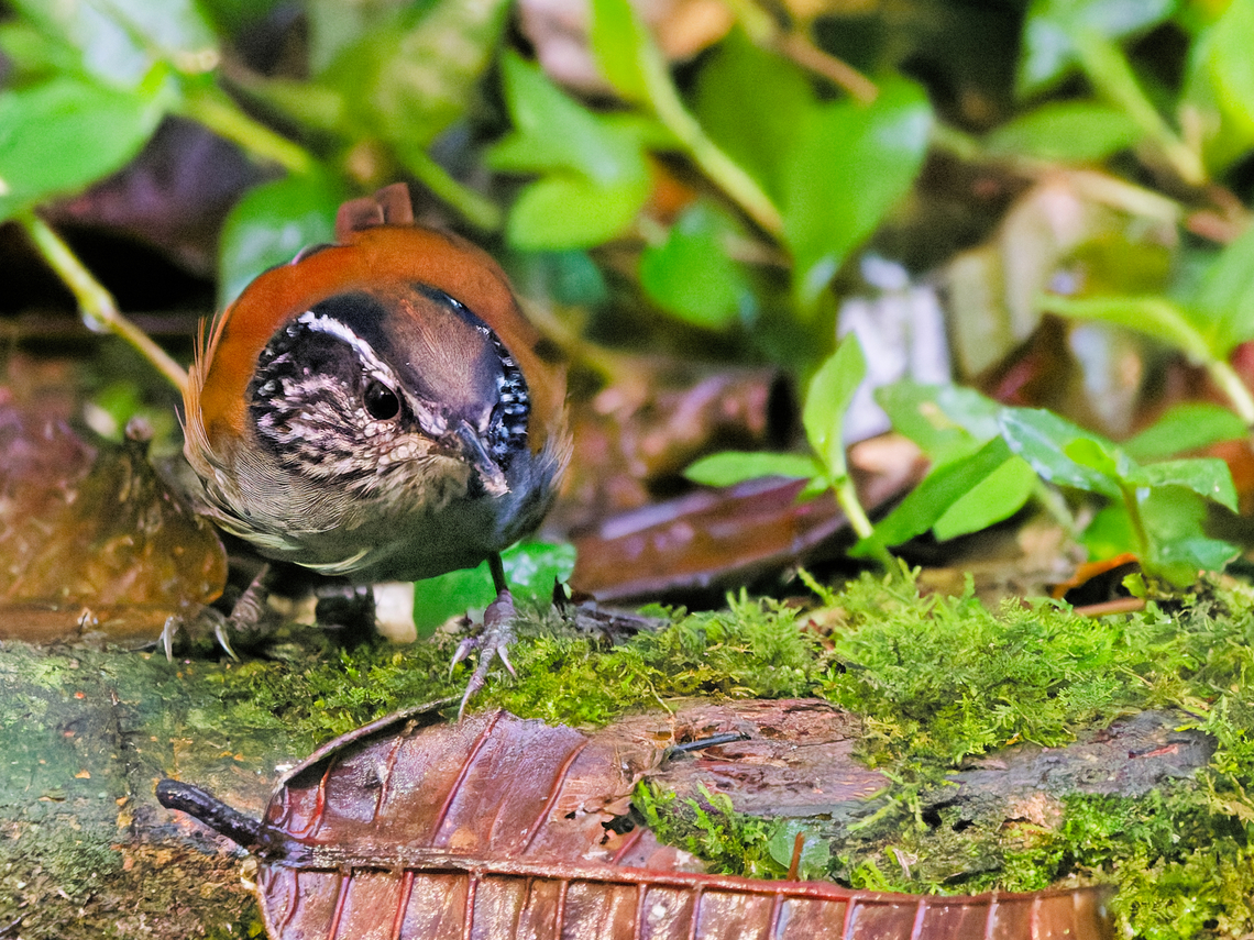 Grey-breasted Wood-Wren in ecuador  Ecuador,Geotagged,Grey-breasted wood wren,Henicorhina leucophrys,Spring