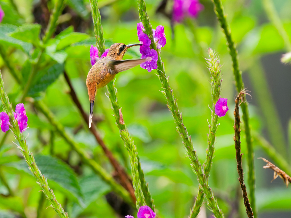 Grey-chinned Hermit in Ecuador  Ecuador,Geotagged,Grey-chinned hermit,Phaethornis griseogularis,Spring