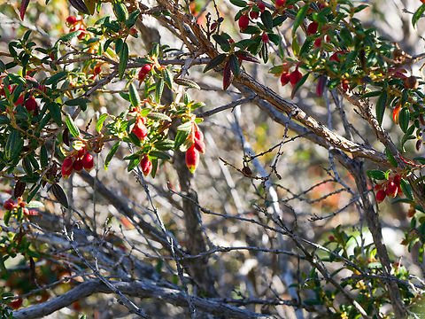 Incan earring Brachyotum ledifolium  Brachyotum ledifolium,Ecuador,Geotagged,Incan Earring,Spring