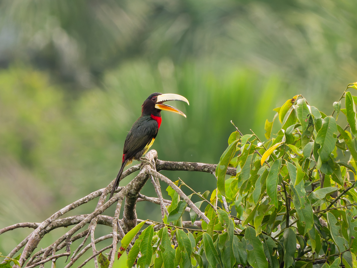 Ivory-billed Aracari in Ecuador  Ecuador,Geotagged,Ivory-billed aracari,Pteroglossus azara,Spring