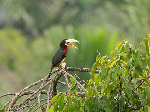 Ivory-billed Aracari in Ecuador  Ecuador,Geotagged,Ivory-billed aracari,Pteroglossus azara,Spring
