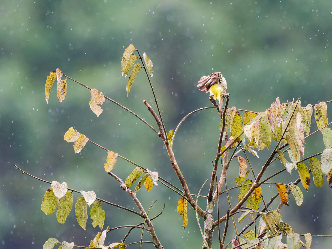 Lemon-browed Flycatcher in Ecuador protecting against the rain (?) Conopias cinchoneti,Ecuador,Geotagged,Lemon-browed flycatcher,Spring