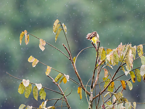 Lemon-browed Flycatcher in Ecuador protecting against the rain (?) Conopias cinchoneti,Ecuador,Geotagged,Lemon-browed flycatcher,Spring
