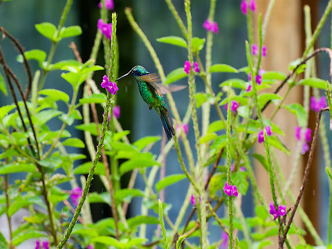 Lesser Violetear in Ecuador  Colibri cyanotus,Ecuador,Geotagged,Lesser Violetear,Spring