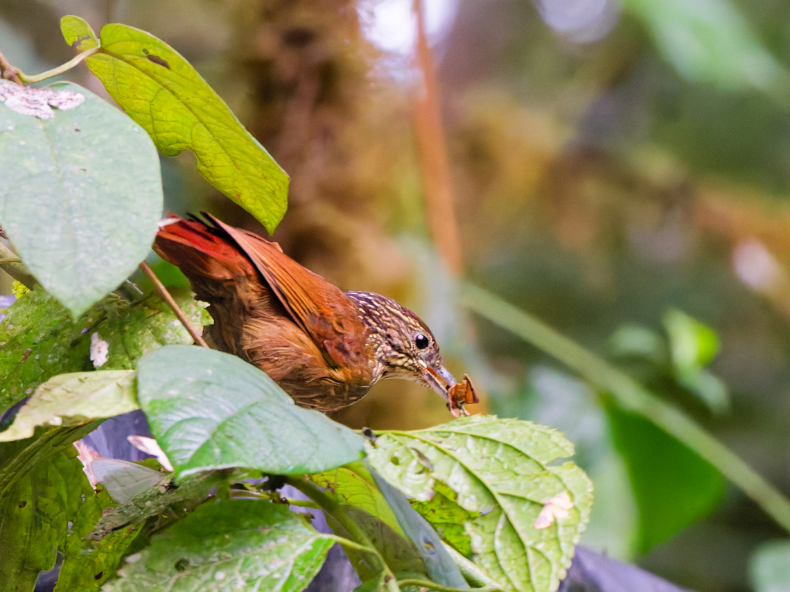 Lineated Foliage-gleaner in Ecuador  Ecuador,Geotagged,Spring,Syndactyla subalaris,lineated foliage-gleaner