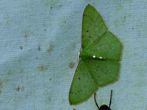 Lissochlora manostigma in Ecuador  Ecuador,Geotagged,Lissochlora manostigma,Spring