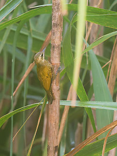 Little Woodpecker in Ecuador  Ecuador,Geotagged,Little woodpecker,Spring,Veniliornis passerinus