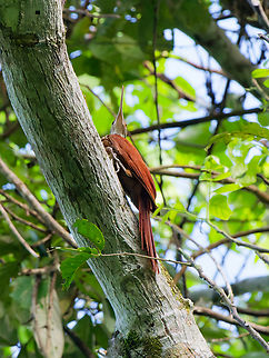 Long-billed Woodcreeper in Ecuador  Ecuador,Geotagged,Long-billed woodcreeper,Nasica longirostris,Spring