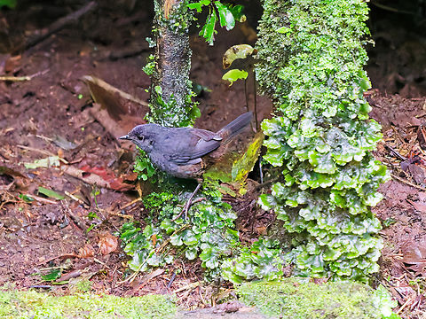 Long-tailed Tapaculo in Ecuador we were very lucky as this bird came down to the antpitta feeder! Ecuador,Geotagged,Long-tailed tapaculo,Scytalopus micropterus,Spring