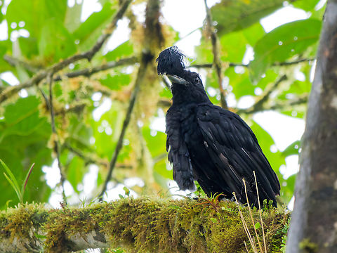 Long-wattled Umbrellabird in Ecuador  Cephalopterus penduliger,Ecuador,Fall,Geotagged,Long-wattled umbrellabird,Los Cedros Reserve