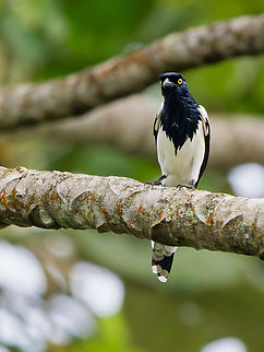 Magpie Tanager in Ecuador  Cissopis leveriana,Ecuador,Geotagged,Magpie tanager,Spring