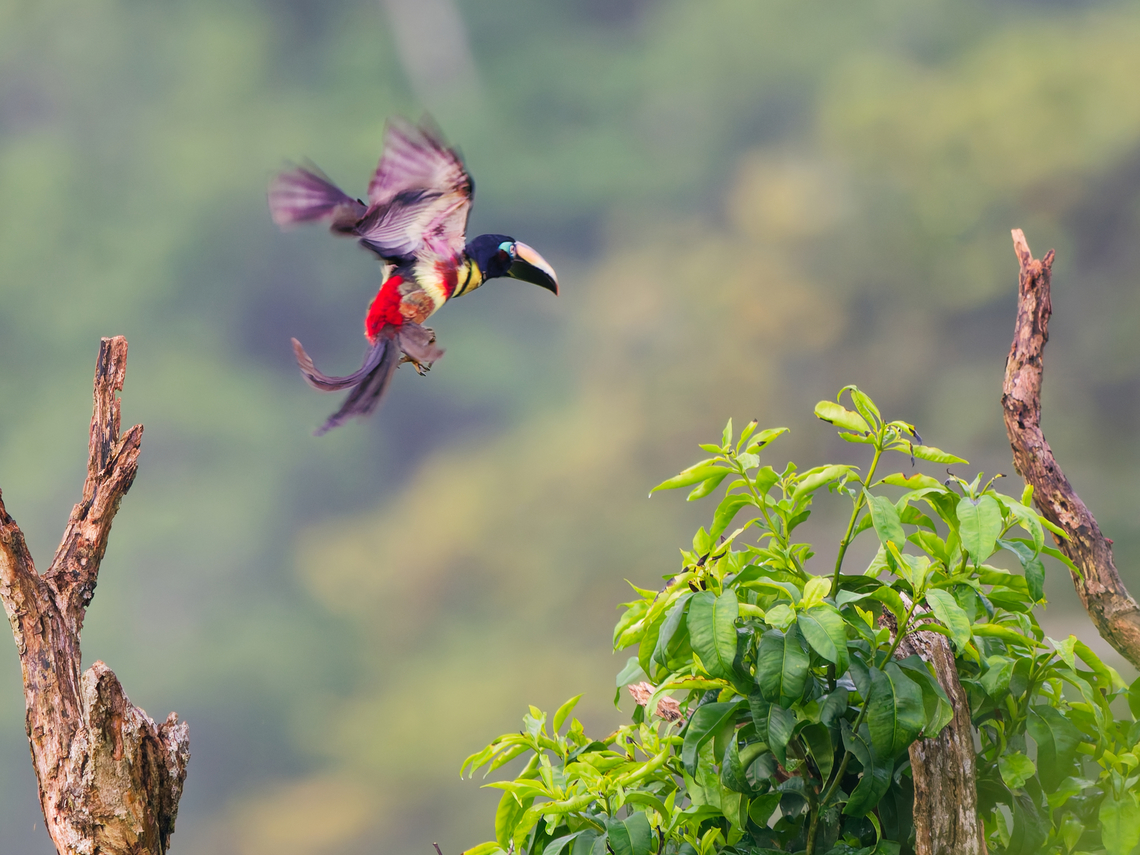 Many-banded Aracari in Ecuador on its way to the next tree Ecuador,Geotagged,Many-banded aracari,Pteroglossus pluricinctus,Spring