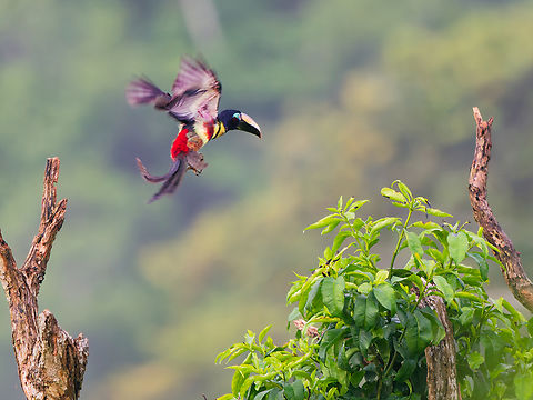 Many-banded Aracari in Ecuador on its way to the next tree Ecuador,Geotagged,Many-banded aracari,Pteroglossus pluricinctus,Spring