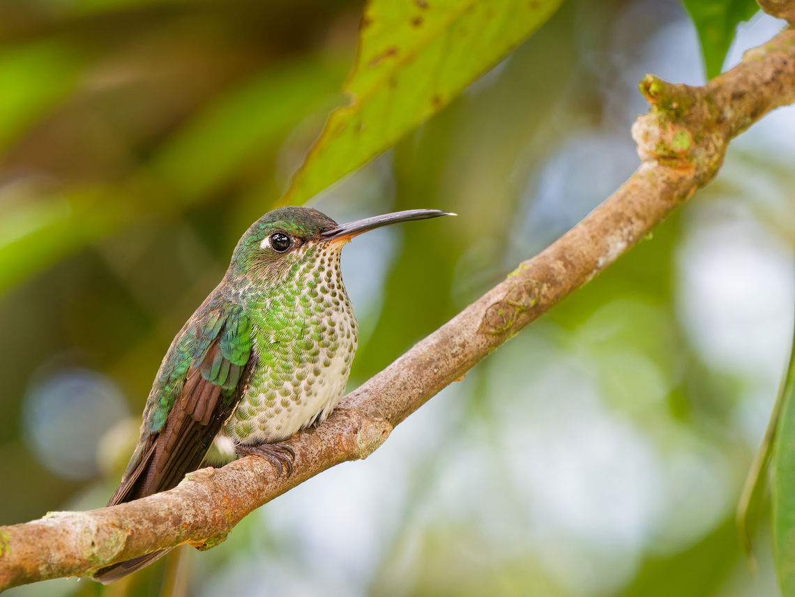 Many-spotted Hummingbird in Ecuador  Ecuador,Geotagged,Many-spotted hummingbird,Spring,Taphrospilus hypostictus
