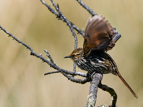 Many-striped Canastero in Ecuador  Asthenes flammulata,Ecuador,Geotagged,Many-striped canastero,Spring