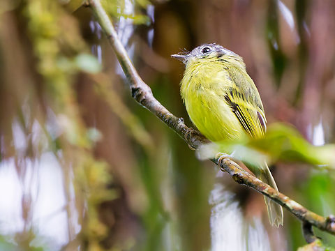 Marble-faced Bristle-Tyrant in Ecuador  Ecuador,Geotagged,Marble-faced bristle tyrant,Pogonotriccus ophthalmicus,Spring
