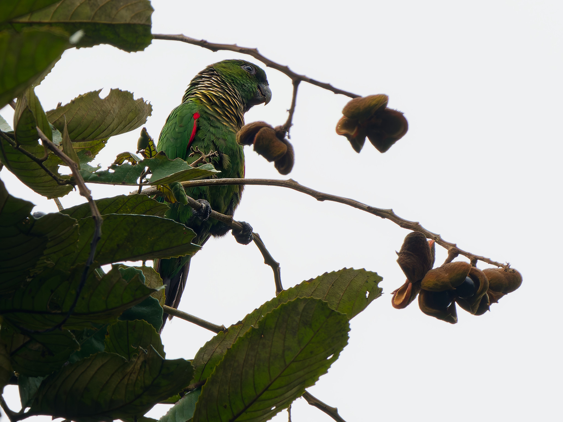 Maroon-tailed Parakeet in Ecuador Choco ssp.<br />
 Ecuador,Fall,Geotagged,Maroon-tailed parakeet,Pyrrhura melanura