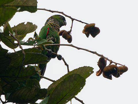 Maroon-tailed Parakeet in Ecuador Choco ssp.
 Ecuador,Fall,Geotagged,Maroon-tailed parakeet,Pyrrhura melanura