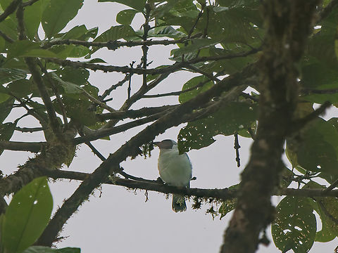 Masked Tityra in Ecuador  Ecuador,Fall,Geotagged,Masked tityra,Tityra semifasciata