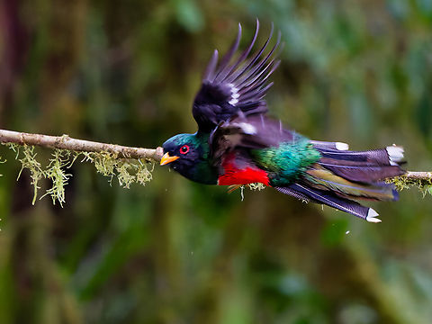 Masked Trogon on the moove  Ecuador,Geotagged,Masked trogon,Spring,Trogon personatus