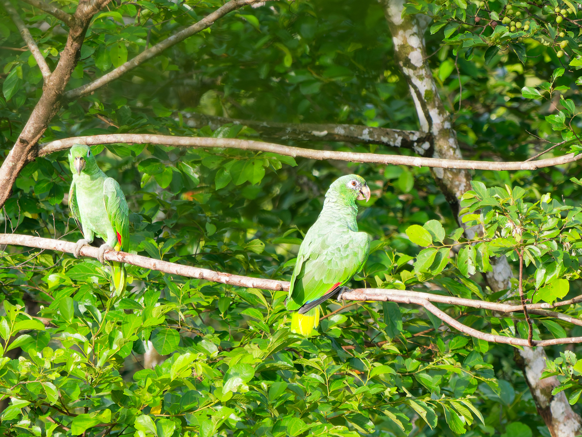 Mealy Amazon in Ecuador  Amazona farinosa,Ecuador,Geotagged,Southern Mealy Amazon,Spring
