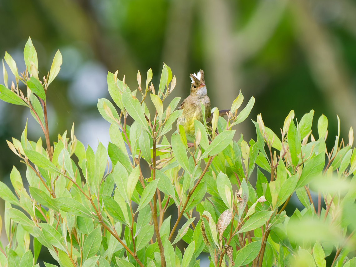 Mottle-backed Elaenia in Ecuador or is it a bunny mask ?! Ecuador,Elaenia gigas,Geotagged,Mottle-backed elaenia,Spring