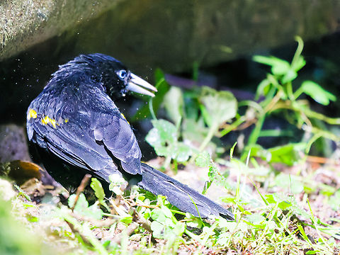 Mountain Cacique in Ecuador early morning seen in the hide with the polillero lighttrap for moths Cacicus chrysonotus,Ecuador,Geotagged,Mountain cacique,Spring
