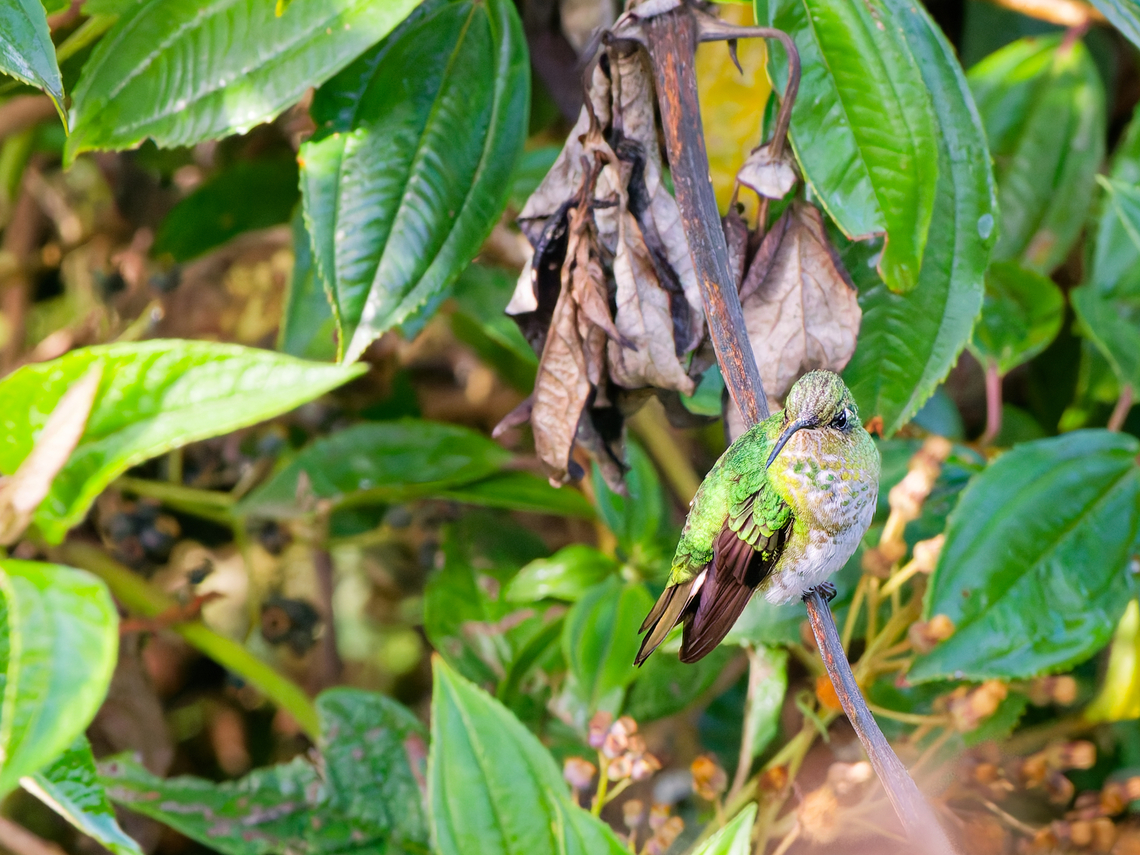 Mountain Velvetbreast in Ecuador  Ecuador,Geotagged,Lafresnaya lafresnayi,Mountain velvetbreast,Spring