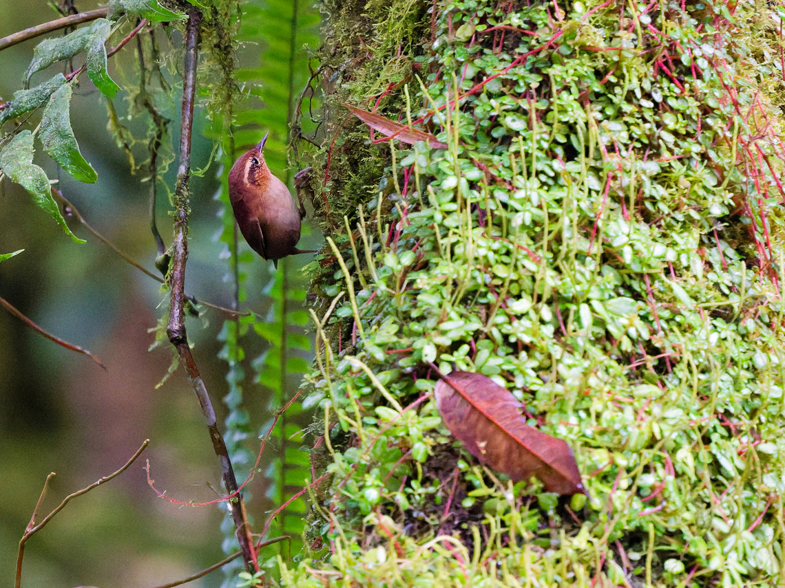 Mountain Wren in Ecuador  Ecuador,Geotagged,Mountain wren,Spring,Troglodytes solstitialis