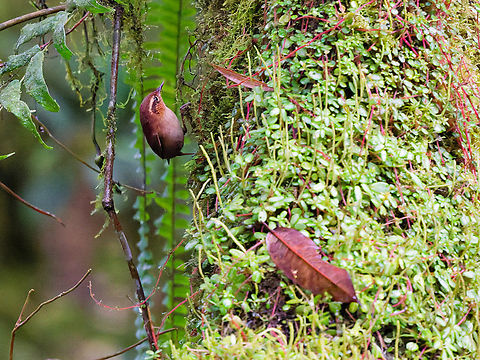 Mountain Wren in Ecuador  Ecuador,Geotagged,Mountain wren,Spring,Troglodytes solstitialis