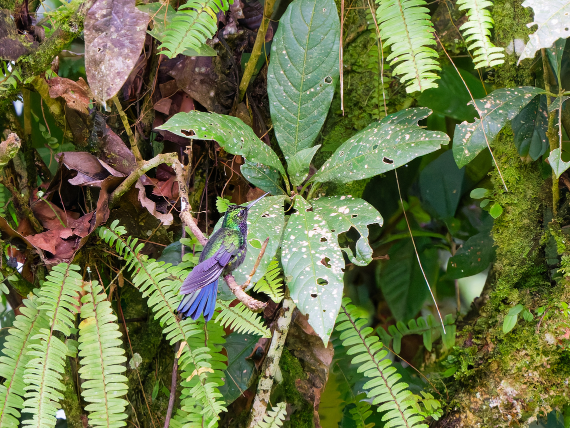 Napo Sabrewing in Ecuador  Campylopterus villaviscensio,Ecuador,Geotagged,Napo sabrewing,Spring
