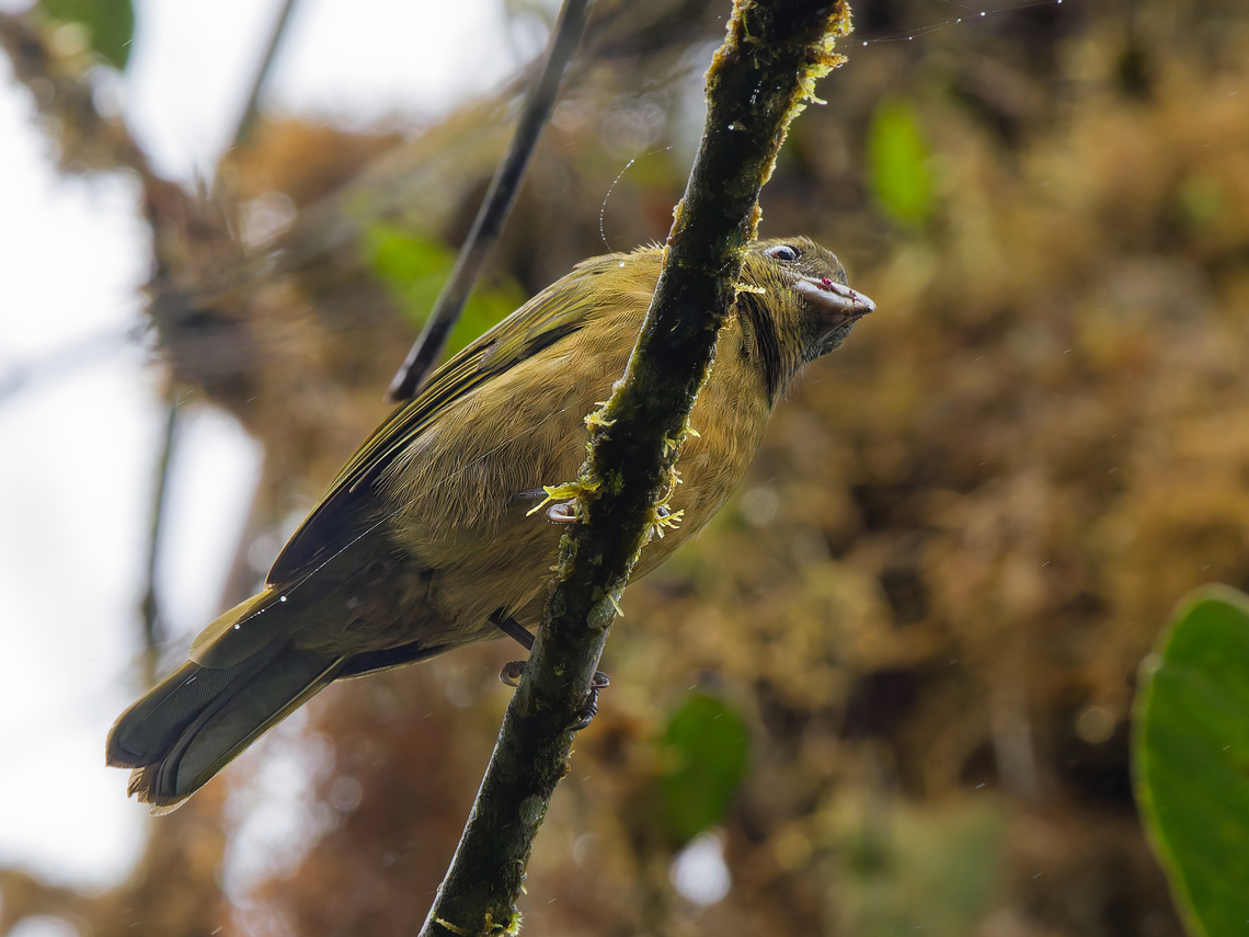 Ochre-breasted Tanager in Ecuador  Chlorothraupis stolzmanni,Ecuador,Fall,Geotagged,Los Cedros Reserve,Ochre-breasted tanager