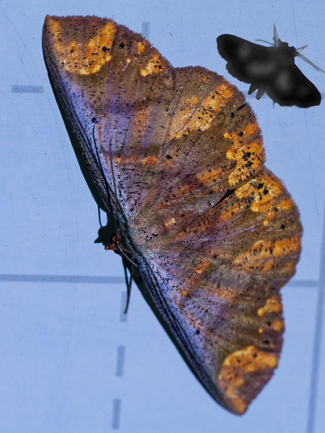 Oenoptila violacearia in Ecuador cp <a href="https://www.tropicleps.ch/bild.php?bild=012504" rel="nofollow">https://www.tropicleps.ch/bild.php?bild=012504</a><br />
cp <a href="https://ecuador.inaturalist.org/taxa/698917-Oenoptila-violacearia/browse_photos" rel="nofollow">https://ecuador.inaturalist.org/taxa/698917-Oenoptila-violacearia/browse_photos</a> Ecuador,Fall,Geotagged,Los Cedros Reserve,Oenoptila violacearia