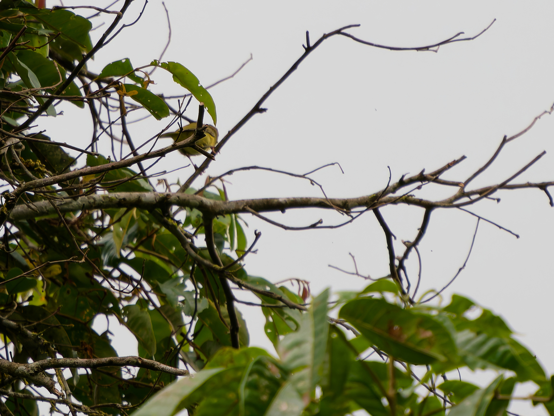 Olivaceous Greenlet in Ecuador due to obstruction manual masking required Ecuador,Geotagged,Hylophilus olivaceus,Olivaceous greenlet,Spring