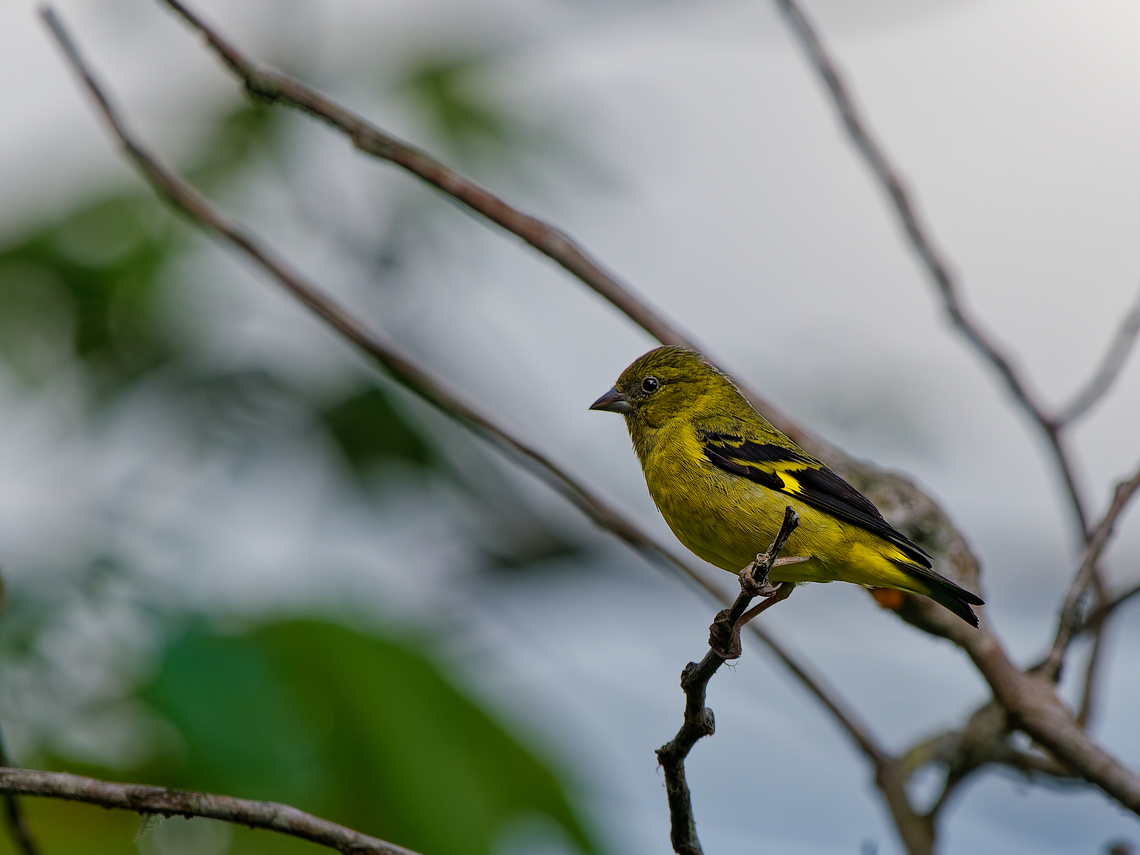 Olivaceous Siskin in Ecuador  Ecuador,Geotagged,Olivaceous siskin,Spinus olivaceus,Spring