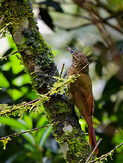 Olive-backed Woodcreeper in Ecuador  Ecuador,Geotagged,Olive-backed woodcreeper,Spring,Xiphorhynchus triangularis