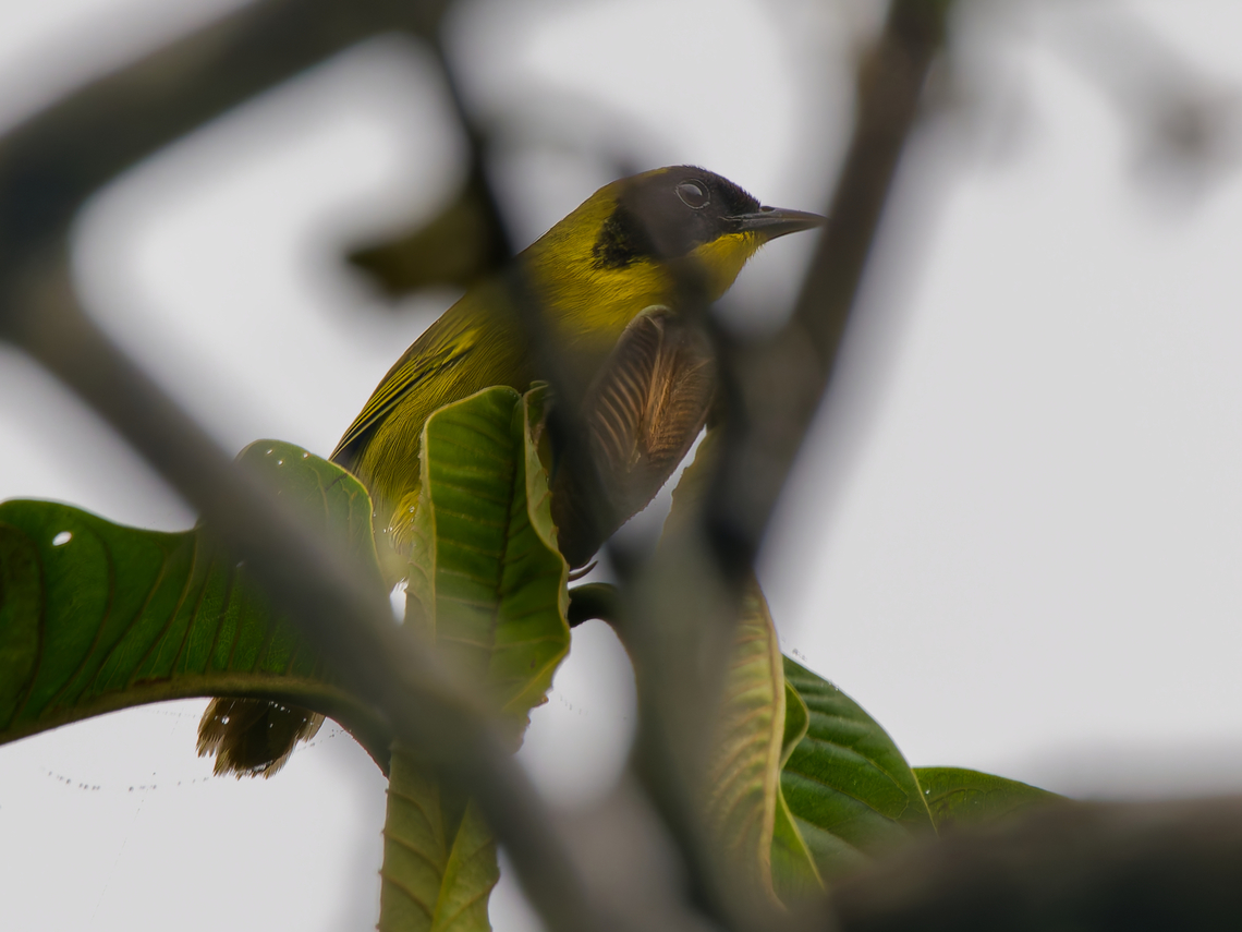 Olive-crowned Yellowthroat in Ecuador  Ecuador,Fall,Geotagged,Geothlypis semiflava,Los Cedros Reserve,Olive-crowned yellowthroat