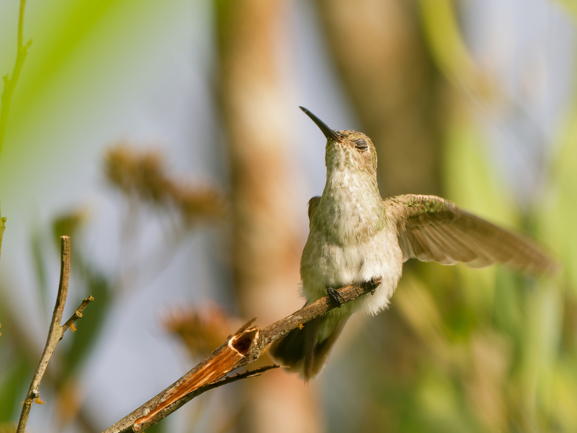 Olive-spotted Hummingbird in Ecuador Insolently disturbed during the morning yoga ceremony by a photographer unabashedly taking pictures through the wind-blown blades of grass.<br />
you can enlarge to see some of these spots! Ecuador,Geotagged,Olive-spotted hummingbird,Spring,Talaphorus chlorocercus
