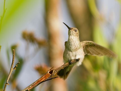 Olive-spotted Hummingbird in Ecuador Insolently disturbed during the morning yoga ceremony by a photographer unabashedly taking pictures through the wind-blown blades of grass.
you can enlarge to see some of these spots! Ecuador,Geotagged,Olive-spotted hummingbird,Spring,Talaphorus chlorocercus