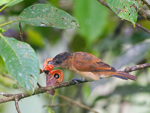One-coloured Becard in Ecuador female with prey: Automeris hamata Ecuador,Fall,Geotagged,One-colored becard,Pachyramphus homochrous