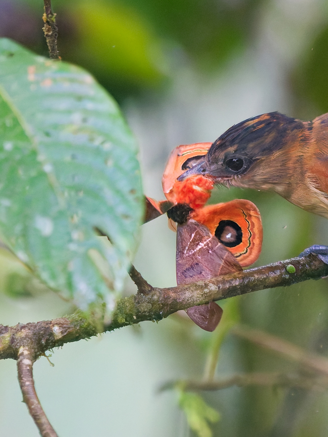 Automeris hamata as prey for One-coloured Becard, detail cp <a href="https://www.inaturalist.org/taxa/293792-Automeris-hamata" rel="nofollow">https://www.inaturalist.org/taxa/293792-Automeris-hamata</a><br />
cp <a href="https://species.wikimedia.org/wiki/Automeris_hamata" rel="nofollow">https://species.wikimedia.org/wiki/Automeris_hamata</a> Automeris hamata,Ecuador,Fall,Geotagged