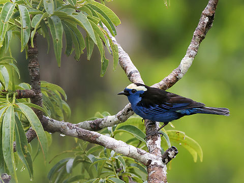 Opal-crowned Tanager in Ecuador seen at Napo CC from observation tower Ecuador,Geotagged,Opal-crowned tanager,Spring,Tangara callophrys