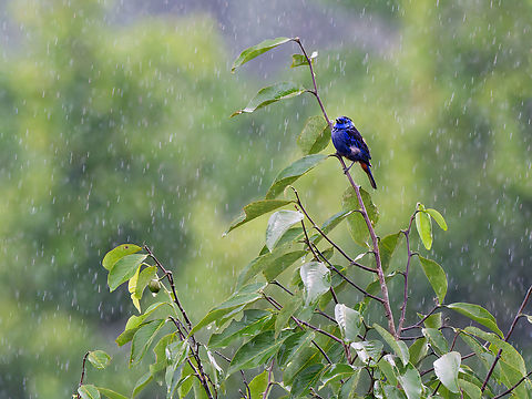 Opal-rumped Tanager in Ecuador in the rain. Note some rufous at undertail coverts and lower belly. Ecuador,Geotagged,Opal-rumped tanager,Spring,Tangara velia