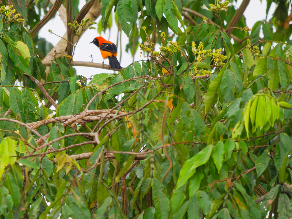 Orange-backed Troupial in Ecuador  Ecuador,Geotagged,Icterus croconotus,Orange-backed troupial,Spring