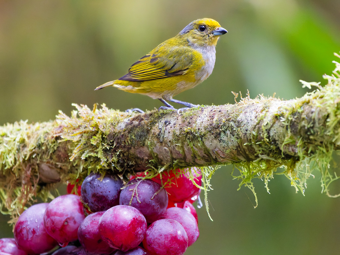 Orange-bellied Euphonia in Ecuador bird on grapes Ecuador,Euphonia xanthogaster,Geotagged,Orange-bellied euphonia,Spring