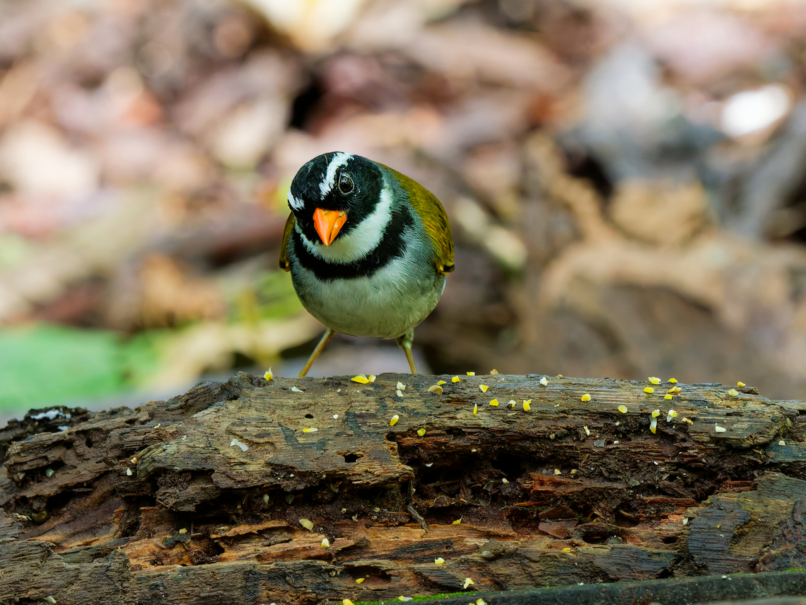 Orange-billed Sparrow in Ecuador at a feeding place for Wood-quails and more Arremon aurantiirostris,Ecuador,Geotagged,Orange-billed sparrow,Spring